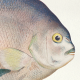 Lithographie illustration poisson animal