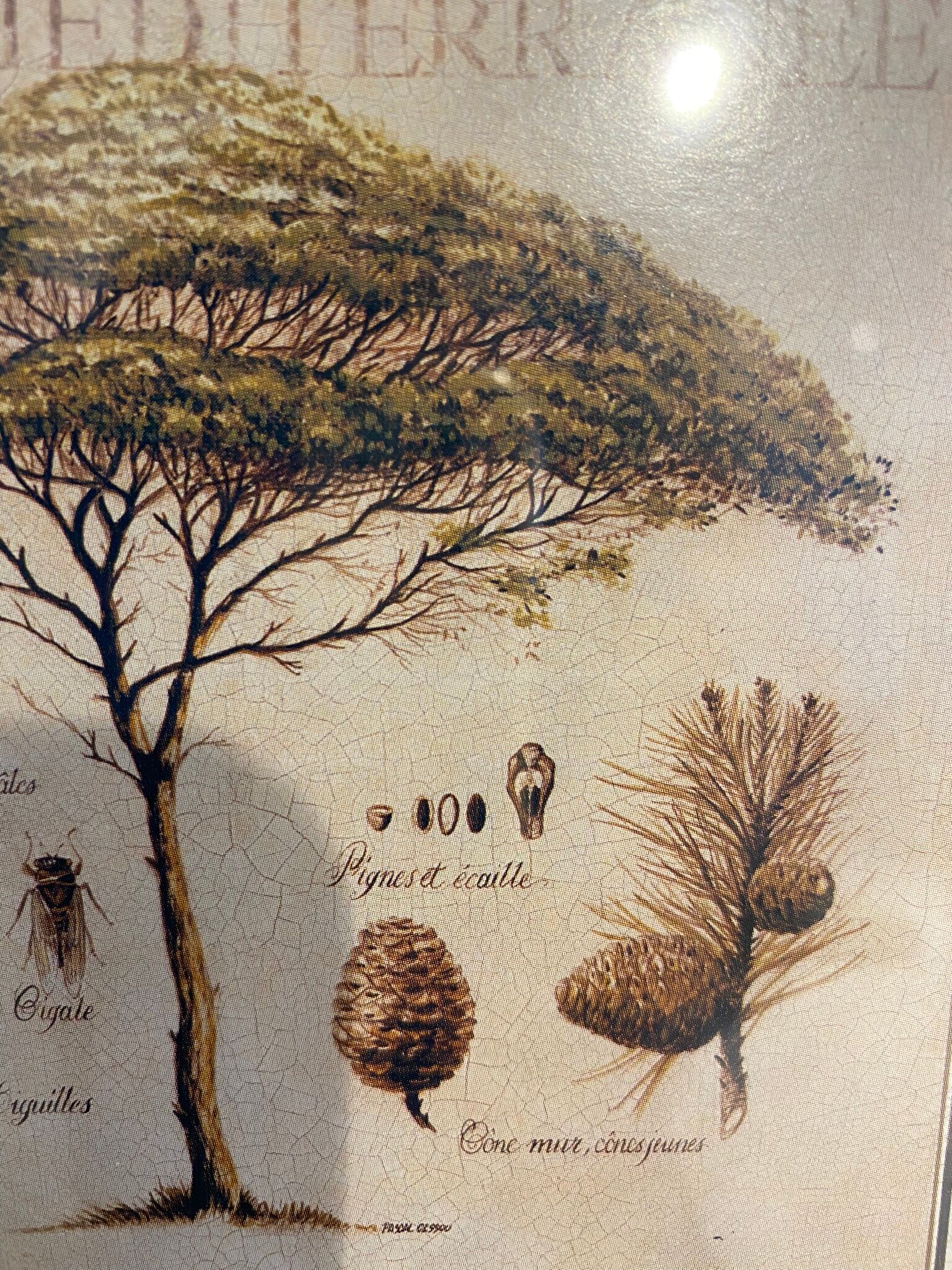 Two botanical paintings, lavender and Mediterranean pines