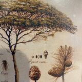 Two botanical paintings, lavender and Mediterranean pines