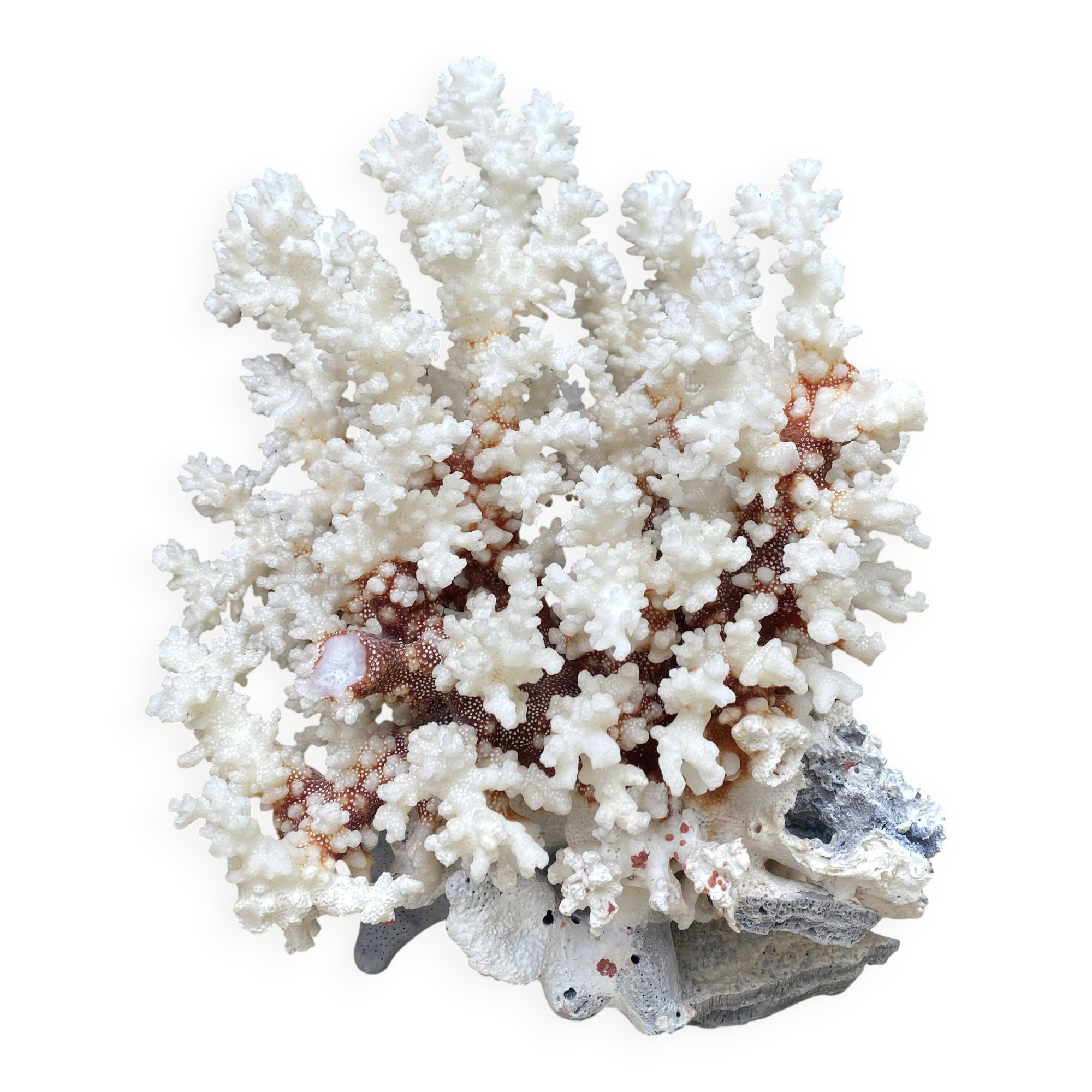 Grand corail blanc