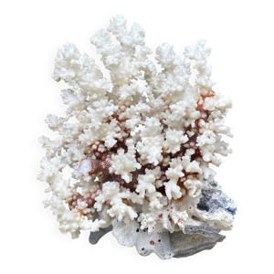 Grand corail blanc