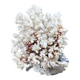 Grand corail blanc