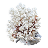 Grand corail blanc