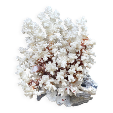 Large white coral