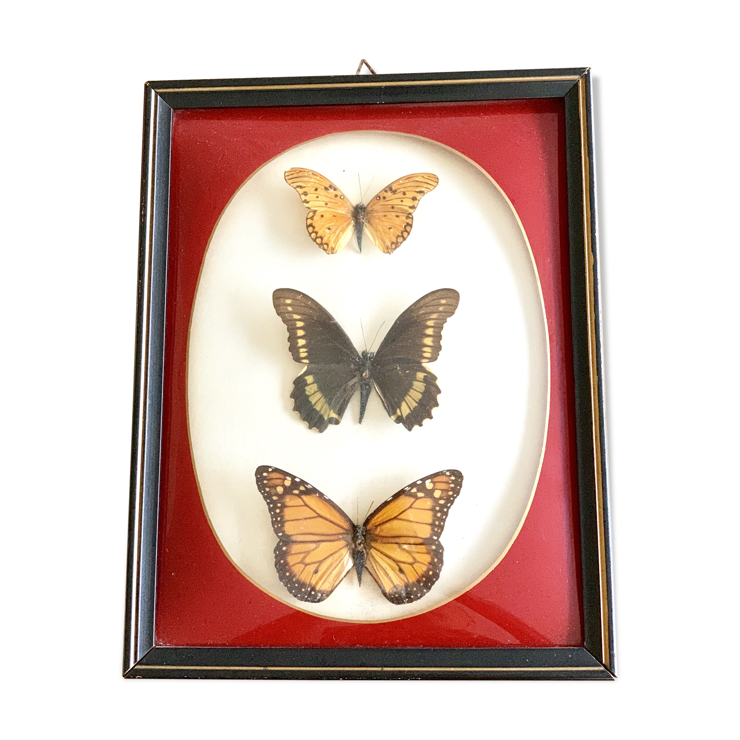 Naturalized Butterfly border of Brazil