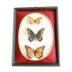 Naturalized Butterfly border of Brazil