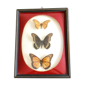 Naturalized Butterfly border of Brazil