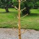 Brutalist coat rack on boxwood stand
