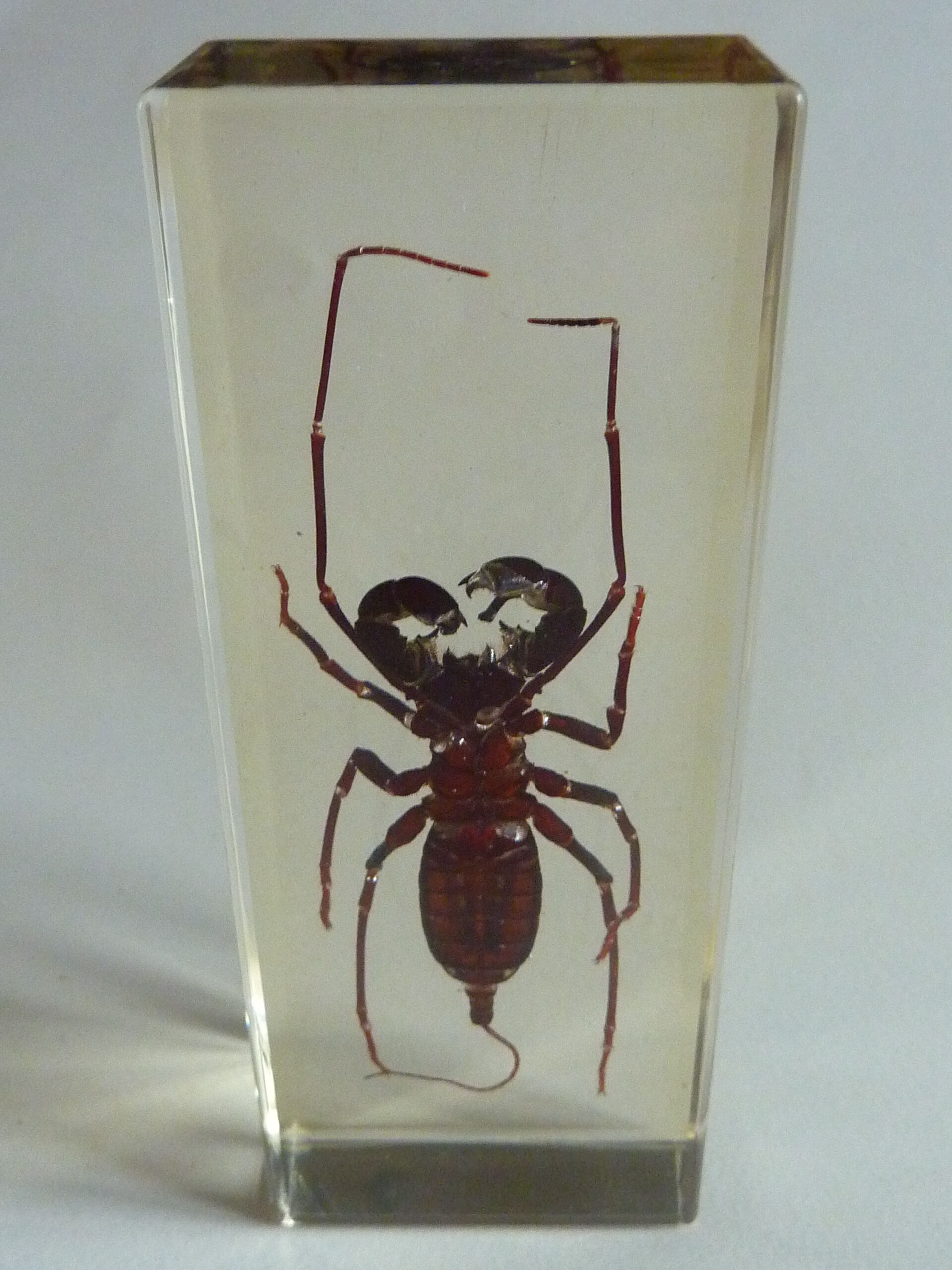 Inclusion insect, curiosity cabinet