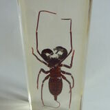 Inclusion insect, curiosity cabinet