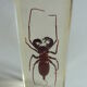 Inclusion insect, curiosity cabinet
