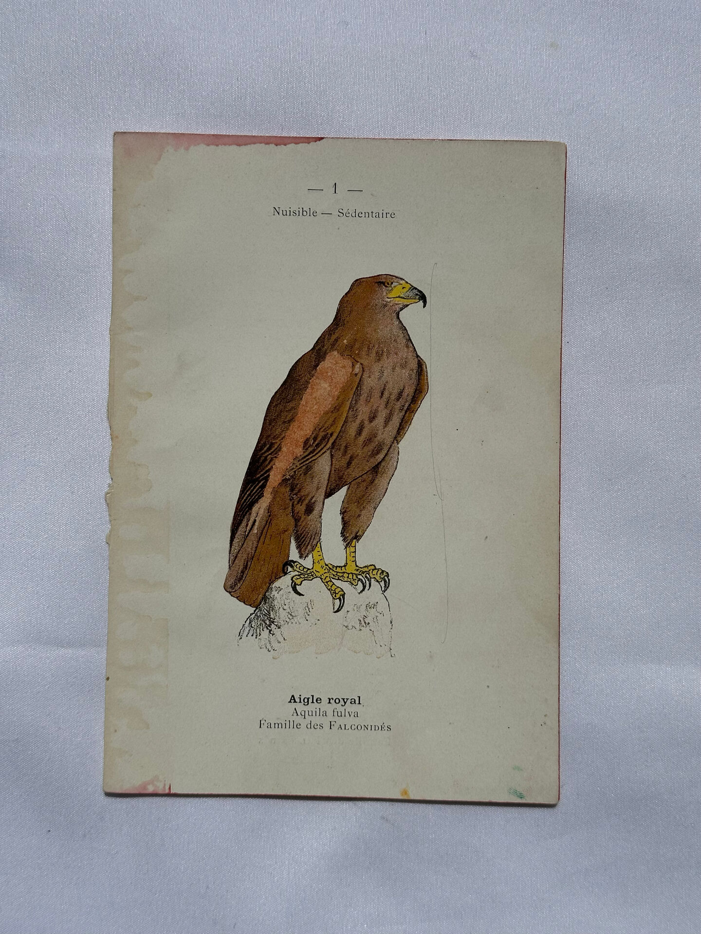 Planche Botanique Gravure oiseaux naturaliste  19eme recto verso  A