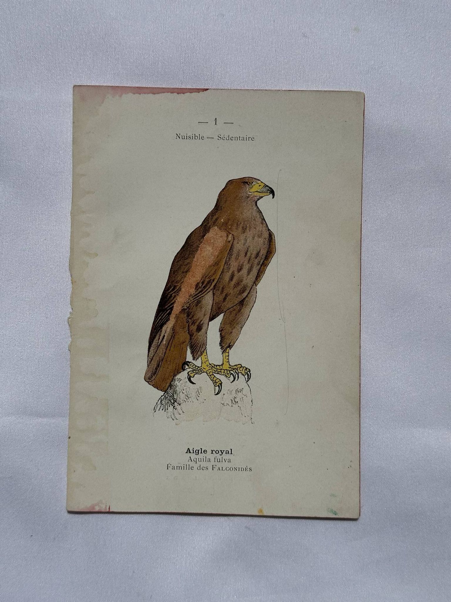 Planche Botanique Gravure oiseaux naturaliste  19eme recto verso  A
