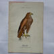 Planche Botanique Gravure oiseaux naturaliste  19eme recto verso  A
