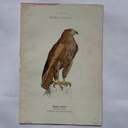 Planche Botanique Gravure oiseaux naturaliste  19eme recto verso  A