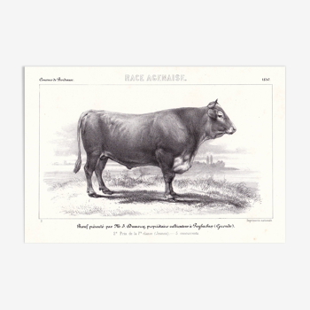 Lithograph 19th Century 1850 Deco Beef Cattle Restaurant Butchery Breed Agenaise Agen