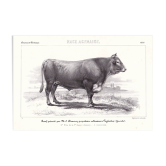 Lithograph 19th Century 1850 Deco Beef Cattle Restaurant Butchery Breed Agenaise Agen