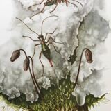 Vintage Insect Print Old Illustration from the 60s