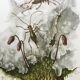 Impression vintage Insectes Illustration ancienne années 60