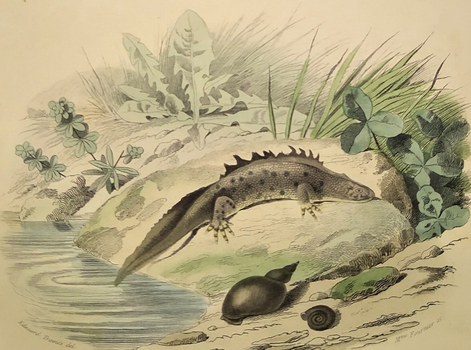 Original zoological plate of 1839 " the terrestrial salamander,....