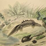 Original zoological plate of 1839 " the terrestrial salamander,....