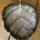 Empty Pocket / Basket / Ceramic Dish Barbotine Cabbage Leaf signed GV