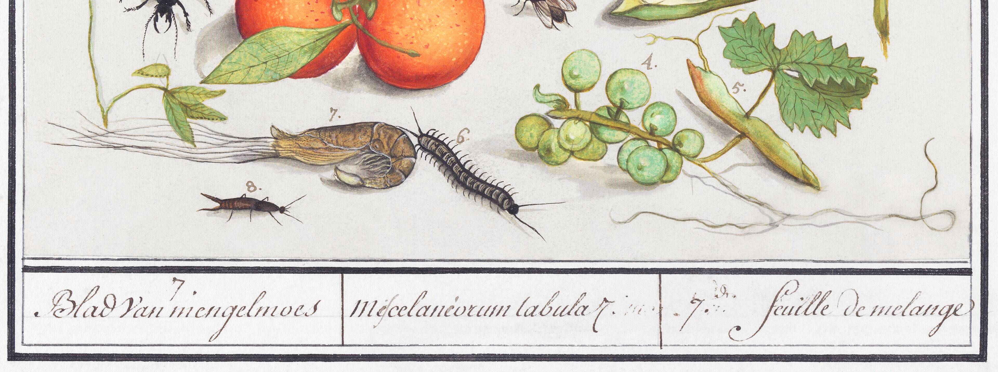 Small poster on insects and plants, based on an old engraving
