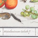 Small poster on insects and plants, based on an old engraving