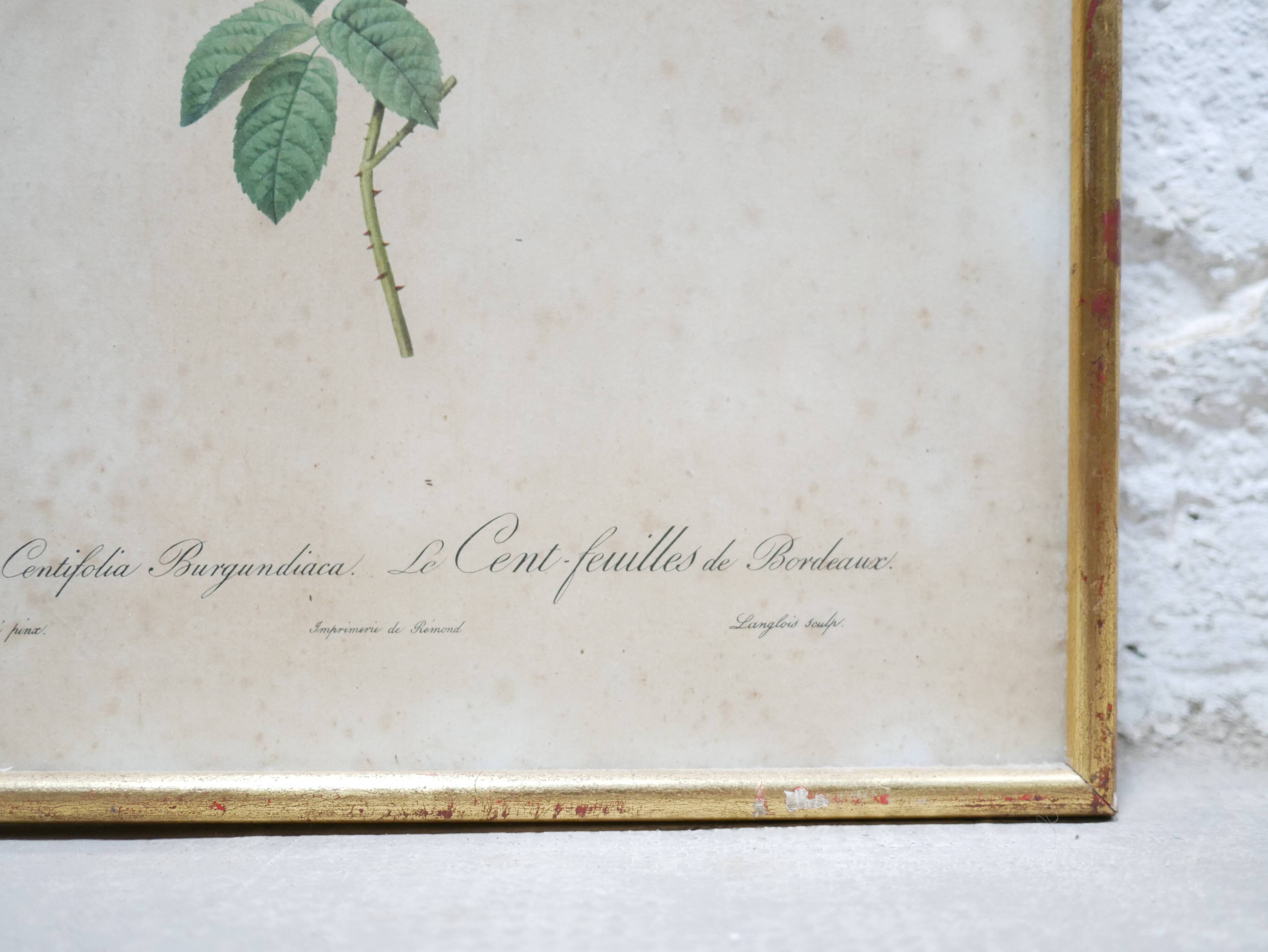 Vintage botanical poster Rosa Centifolia Burgundiaca by P.J.Redouté