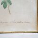 Vintage botanical poster Rosa Centifolia Burgundiaca by P.J.Redouté