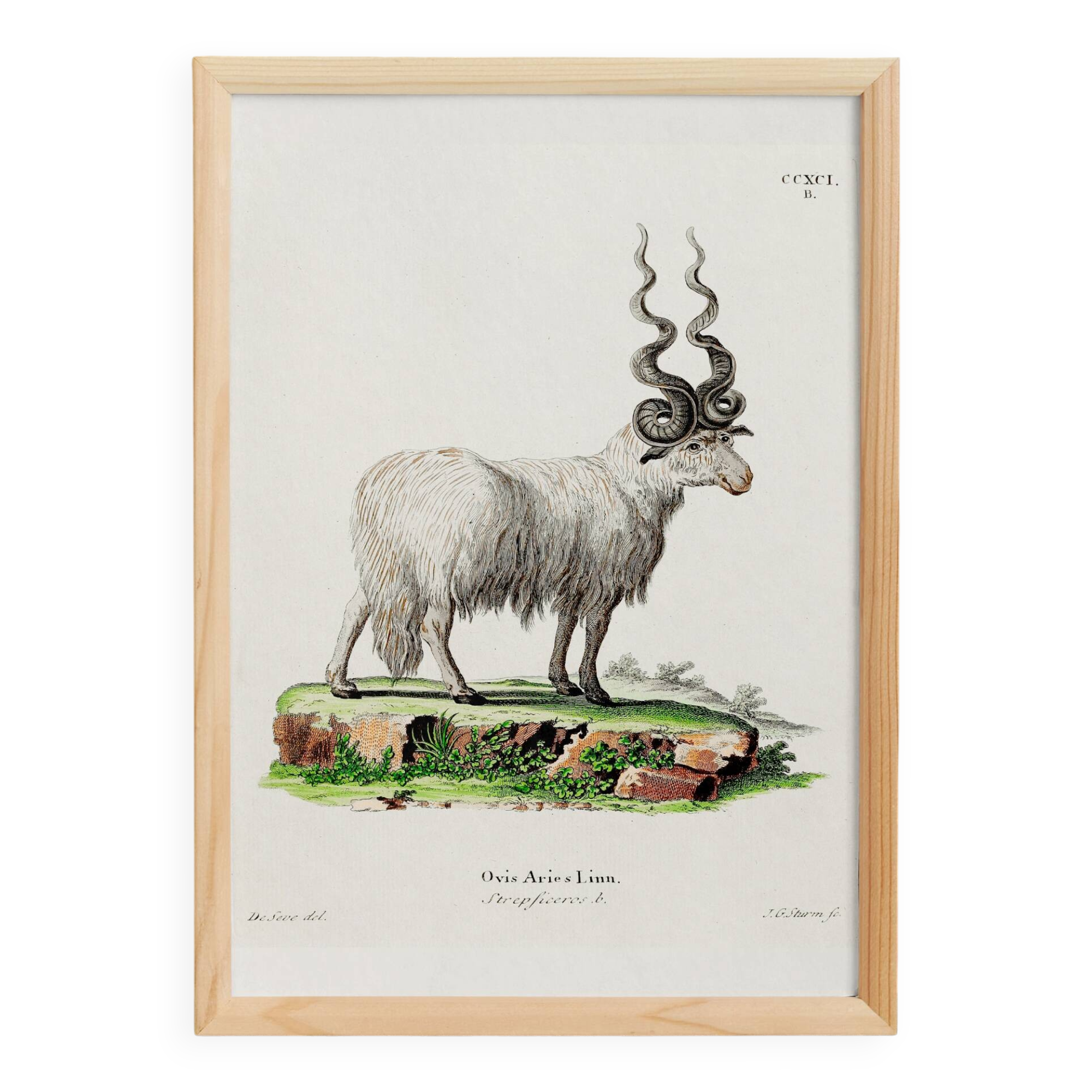 Poster about the mouflon, based on an old engraving from 1774.