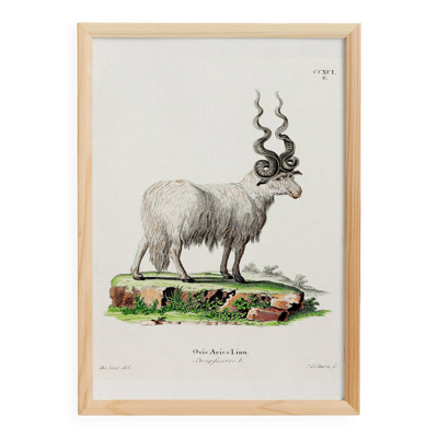 Affiche sur le mouflon, d'après une gravure ancienne de 1774.