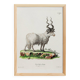Poster about the mouflon, based on an old engraving from 1774.