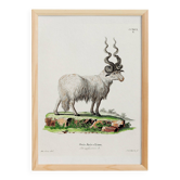 Affiche sur le mouflon, d'après une gravure ancienne de 1774.