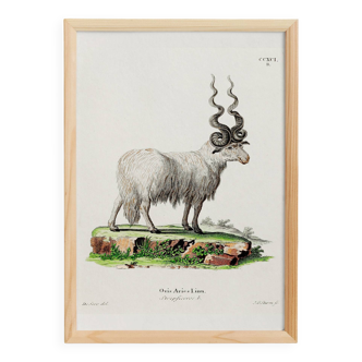 Poster about the mouflon, based on an old engraving from 1774.