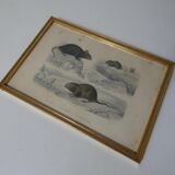 Ancienne gravure animalière encadrée rat souris