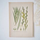 Botanical plate Willow of the basket makers