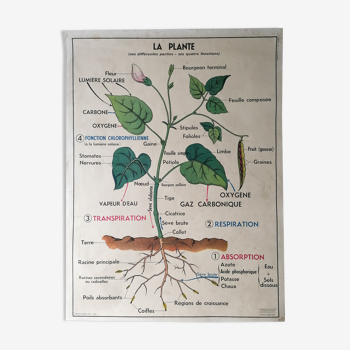 Old MDI school poster: The plant & germination.
