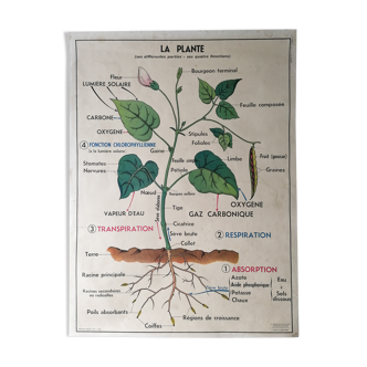 Old MDI school poster: The plant & germination.