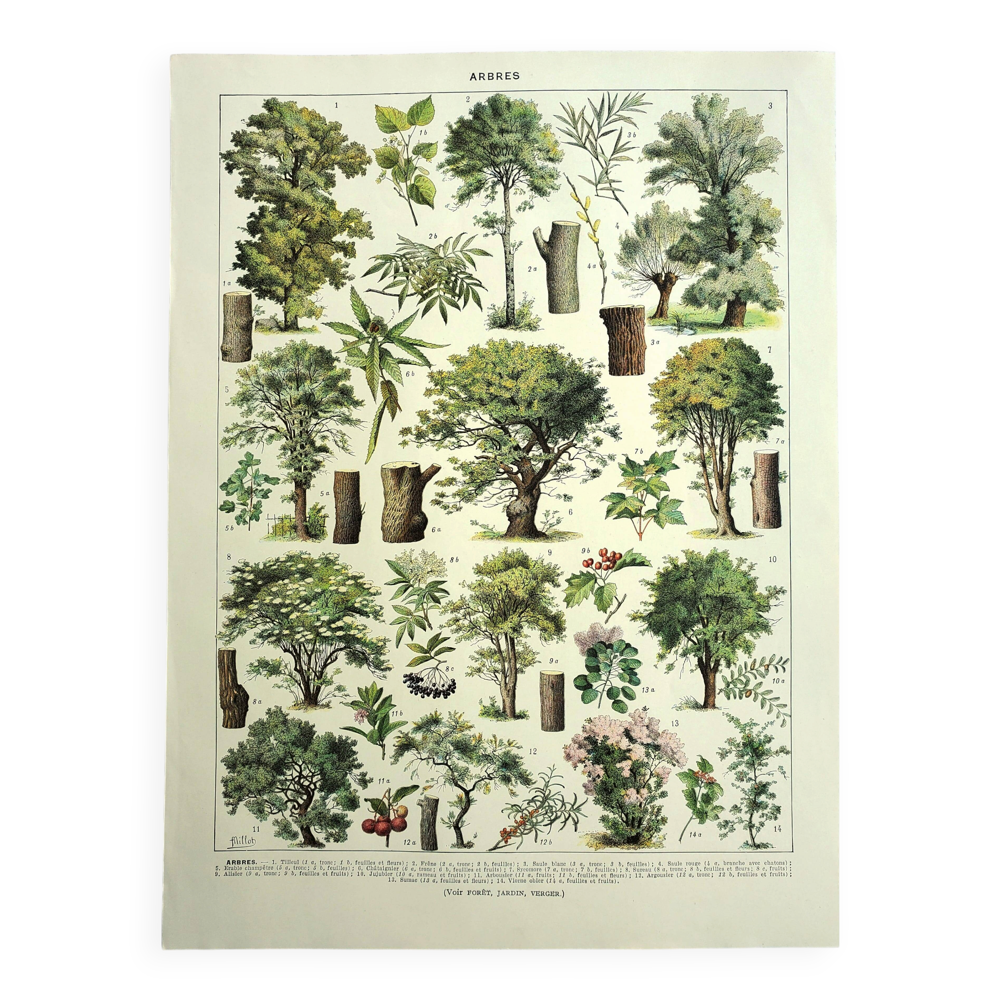 Engraving from 1928 - Trees II by A. Millot - old forest plate