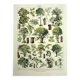 Engraving from 1928 - Trees II by A. Millot - old forest plate