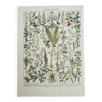 Gravure ancienne 1928, Plantes médicinales 1, herboristerie • Lithographie, Planche originale