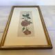 Pink rose flowers frame