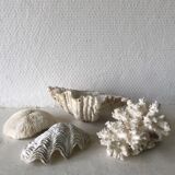 Lot coquillages anciens