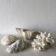 Lot coquillages anciens