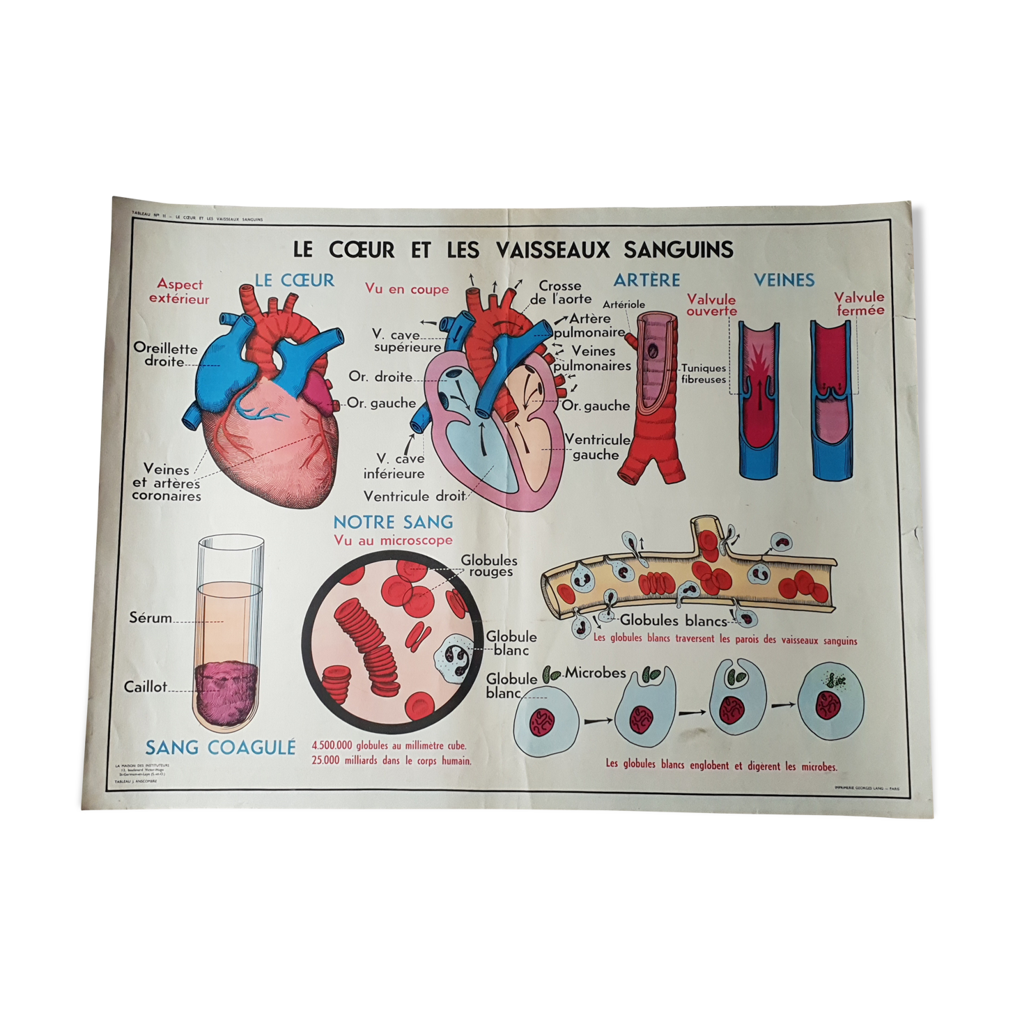 Poster school - heart vessels and duplex absorption