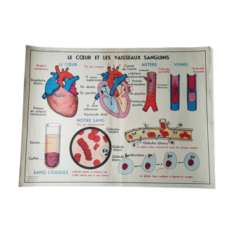 Affiche scolaire recto verso- coeur  vaisseaux et l'absorption