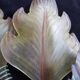 giant painted metal wall lamp Murano glass leaf design 63cm
