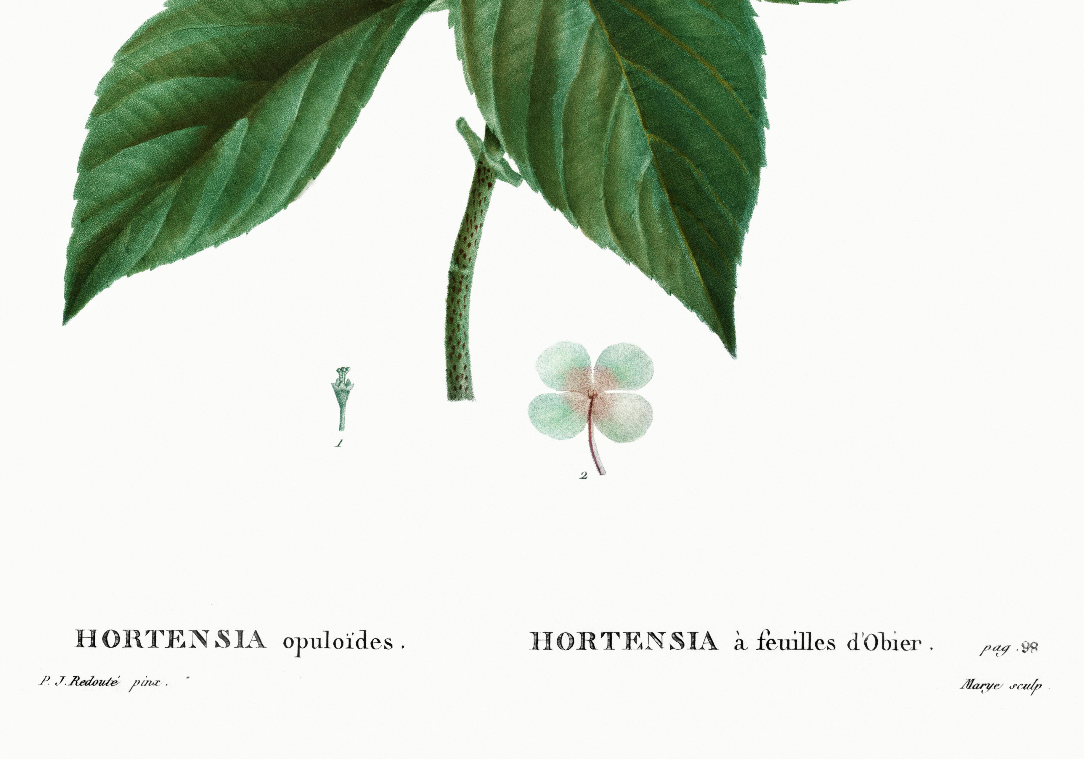 Botanical poster on the Hydrangea, after an engraving from 1802