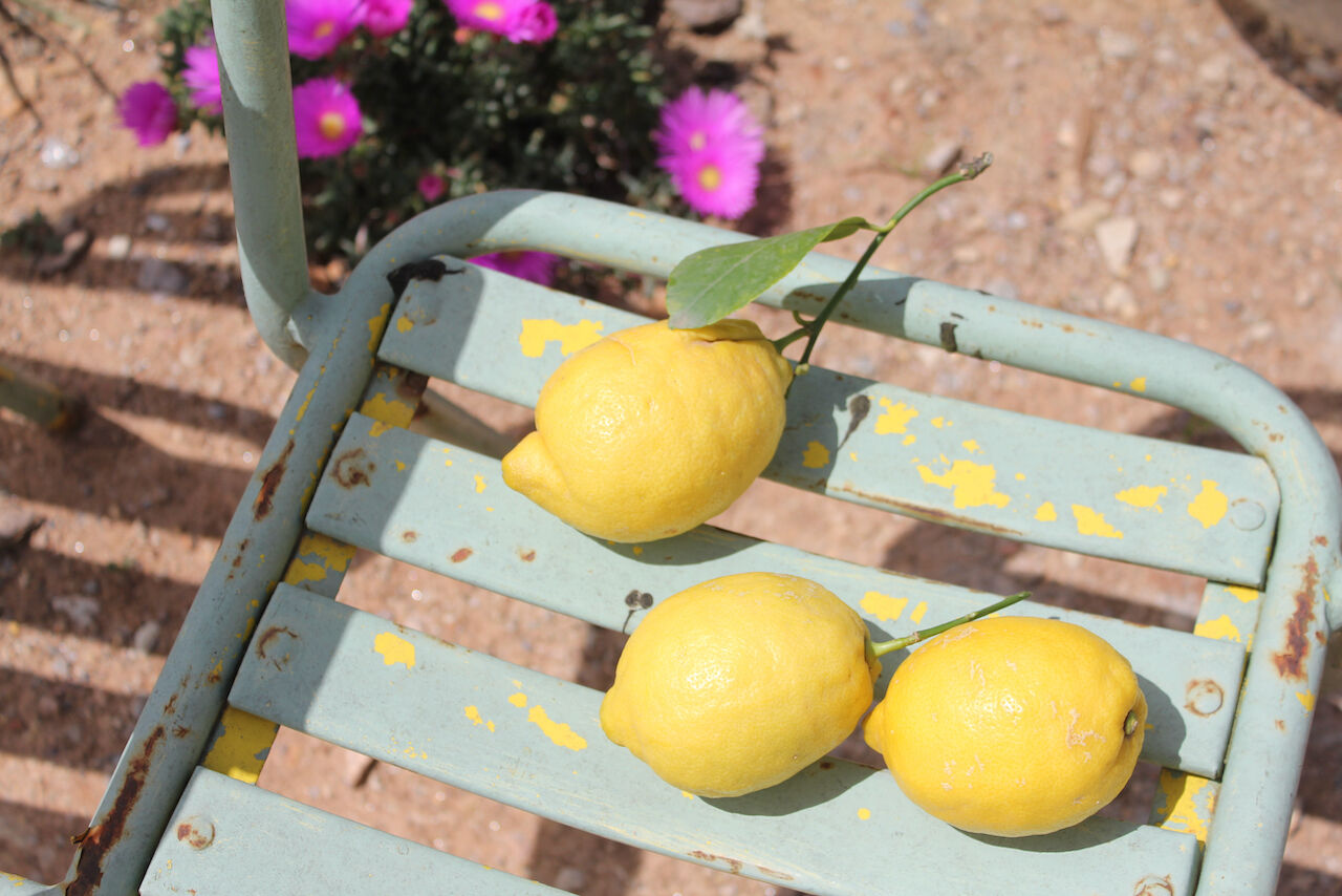 Paire de fauteuils de jardin vintage